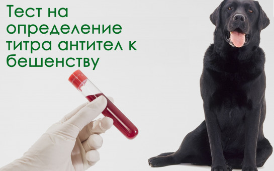 Тест на определение антител к вирусу бешенства